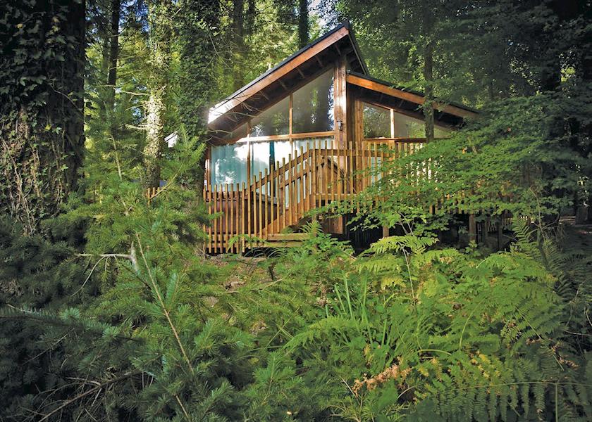 Лес холидейс. Лес Холидейс Владимирская. Уличная площадка Forest/Mount Forest Lodge. Лес Холидейс фото.