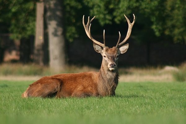 A deer in wildlife park