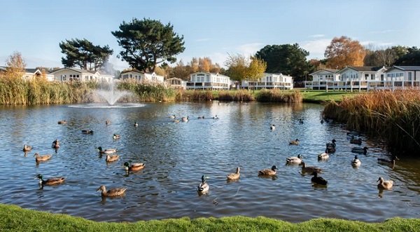 Ducks on the lake and a couple of lodges near the lake