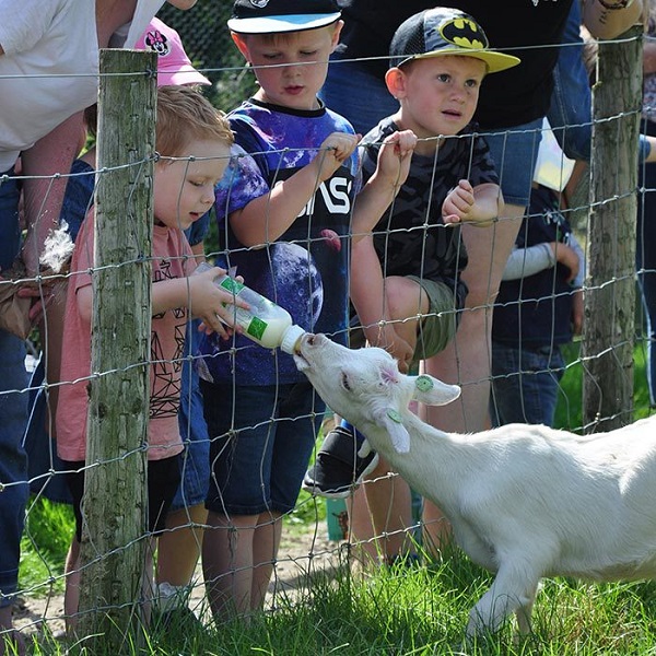 kids having fun while bottle feeding a goat