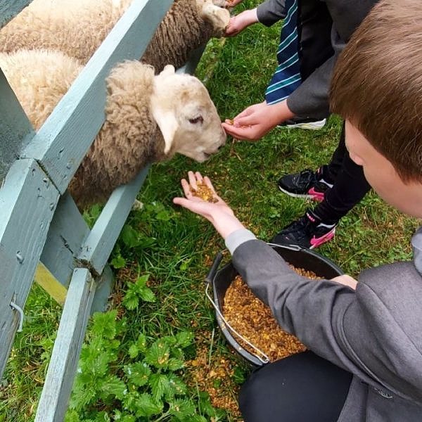 Feeding the sheep at Ouseburn Farm