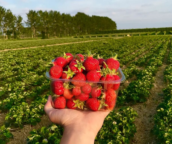 Fresh strawberry picks at Roundstone Farm!